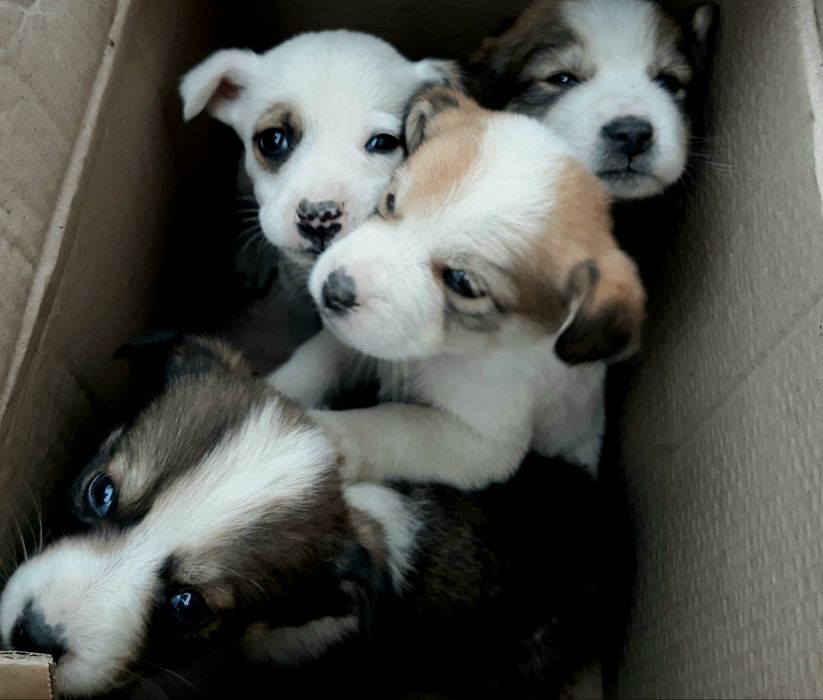 Адам красивых щеночков добрые руки