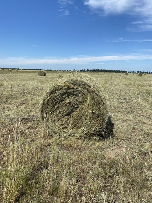 Продам сено в тюках