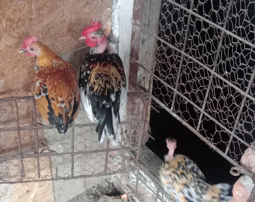 Pitici garlejate și normale