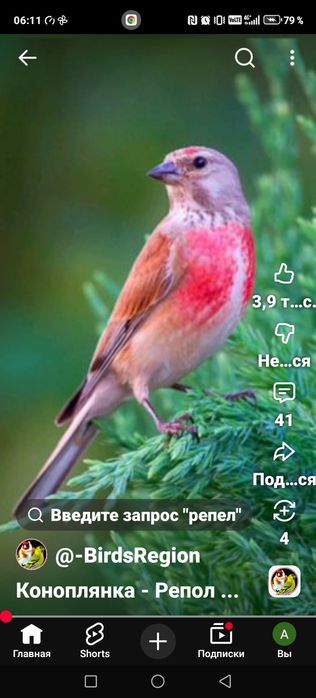 Продам птицу певчую