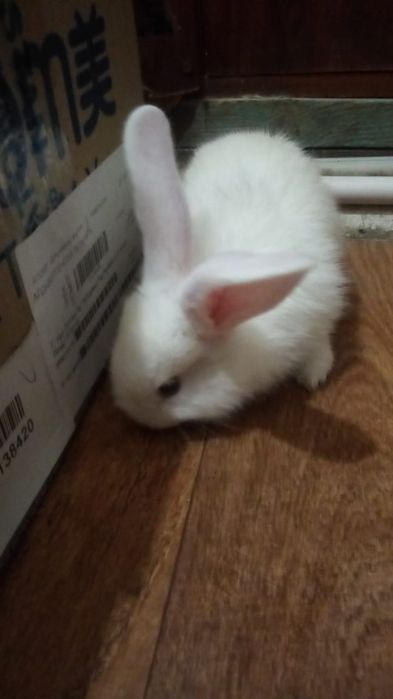 Қоян сатамыз бағасы 5мыңнан