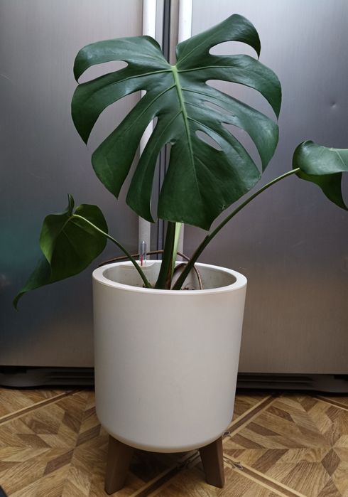 Красавица Монстера!