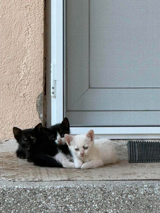 ПОДАРЯВАТ СЕ малки котенца
