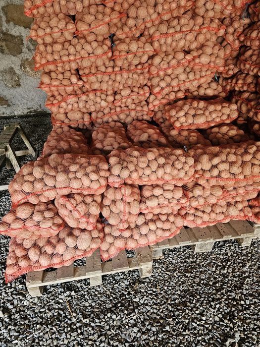 Cartofi consum, sămânță și amidon soiurile Arizona şi Bellarosa.