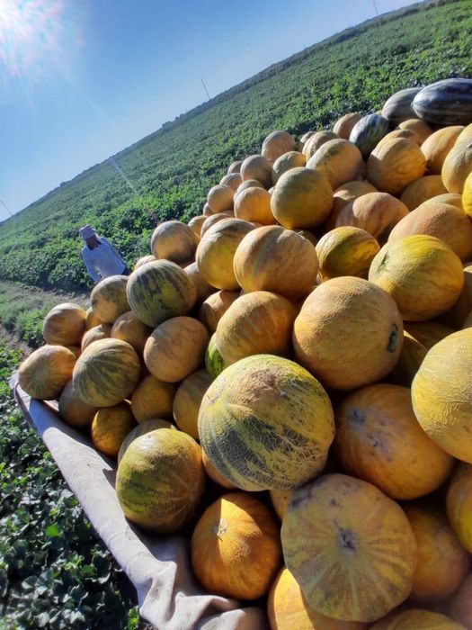 Қора сатылады фазенда