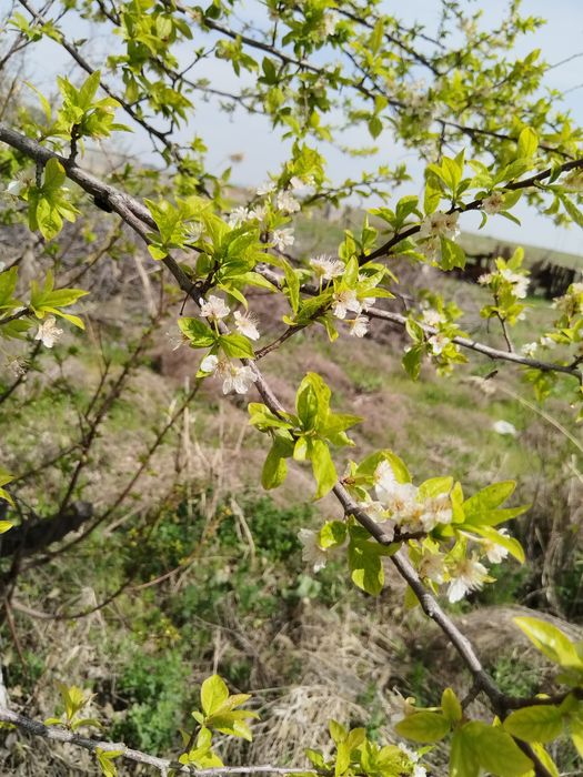 Продаётся дом с участком