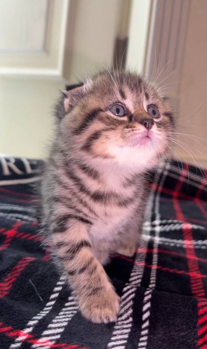 Котята чистокровные по 2 месяцам