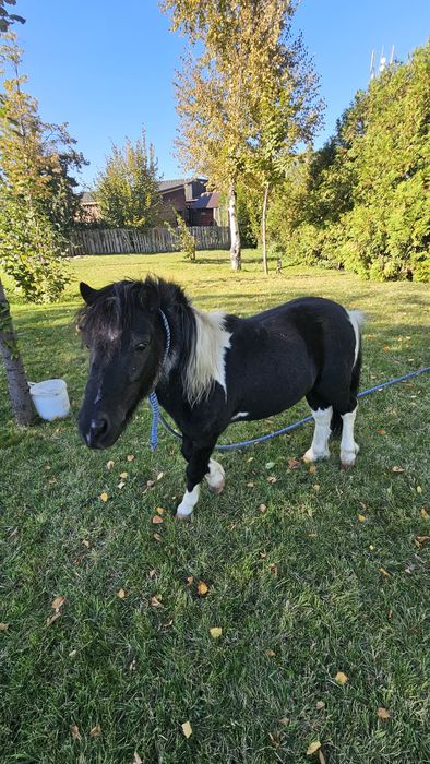 Продам пони красивое