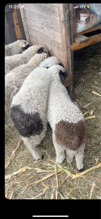 Vand 5 mieluțe breze si oacheșe