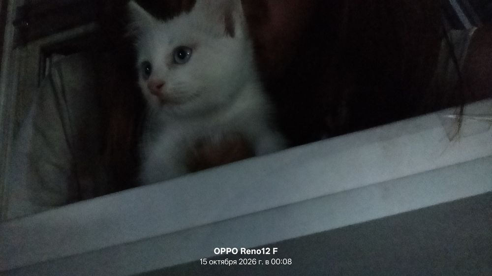 Котята в добрые руки!