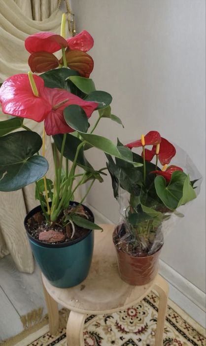 Продам комнатные растения, цветы