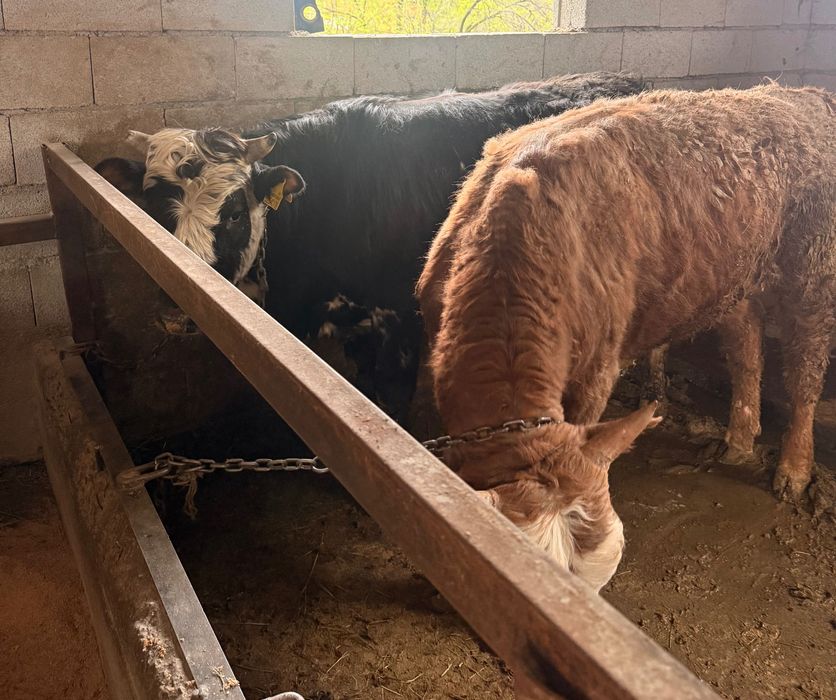 Продам 10 Бычков 1,5-2 годовалых