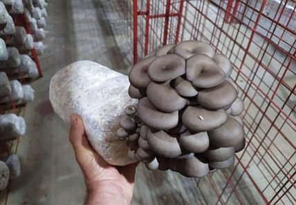 Грибы Вешенки. Продаетсья грибы Вешенки!