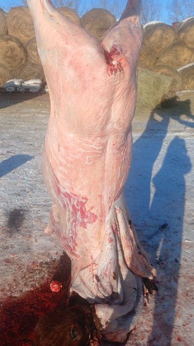 Касапшы касапшы мясо