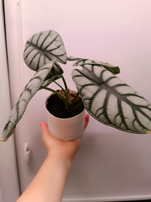 Продам сортовую алоказию