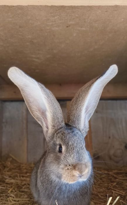 Iepuri urias german, adulti si pui