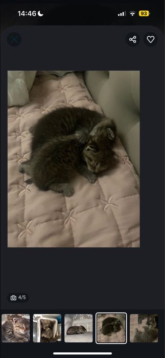 Продаются кошки