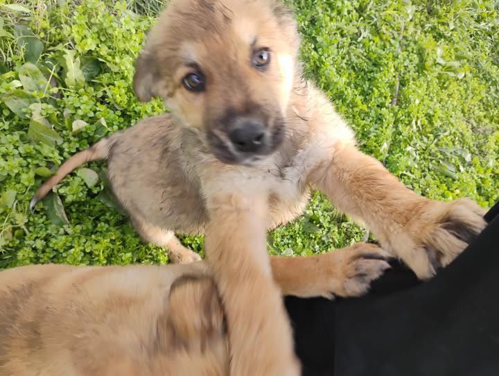 Белгийска овчарка