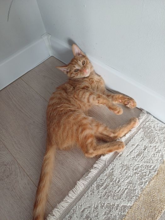 Отдам Кошка, желтый