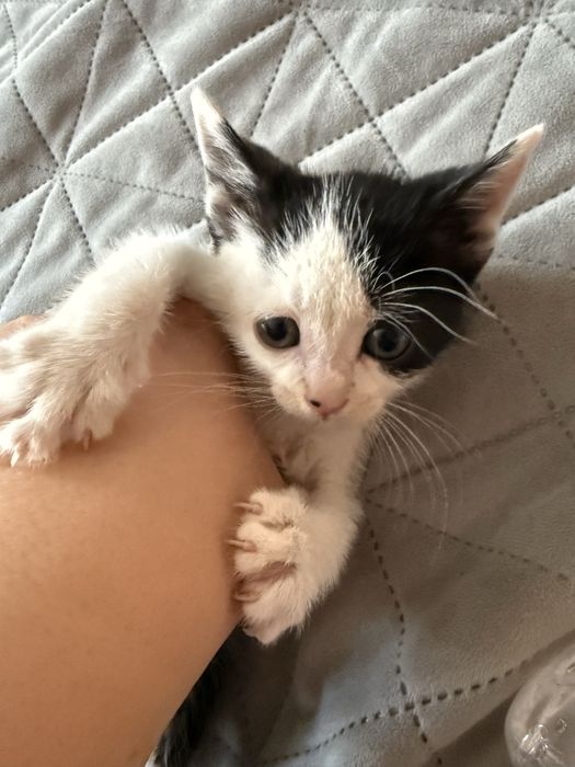 Подаряваме котета