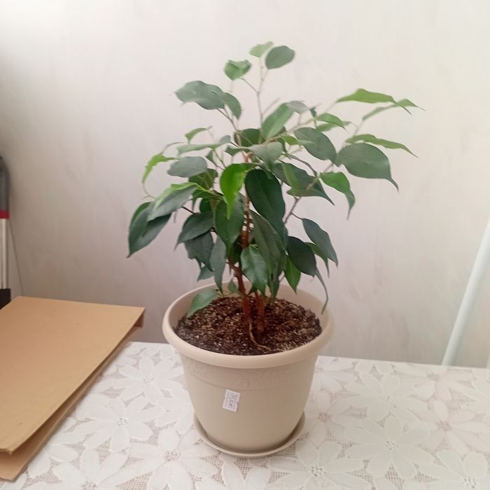 Продам цветы комнатные