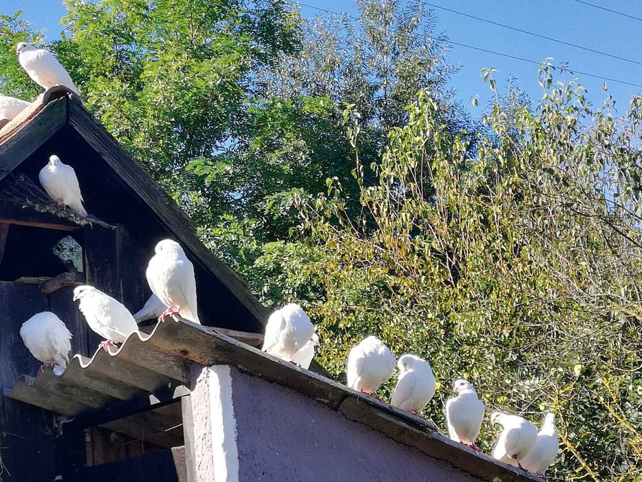 Porumbei albi voiajori