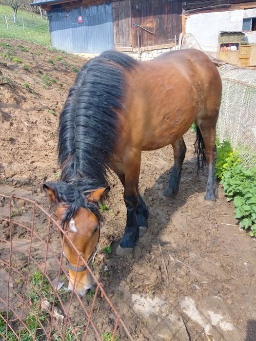 De vânzare mânză semi grea sau schimb