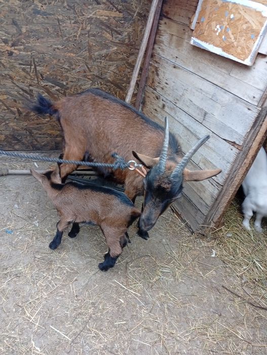 Vând  capra  sanen și alpin franceză