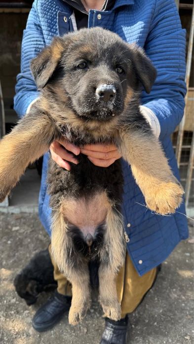 Немецкие овчарки