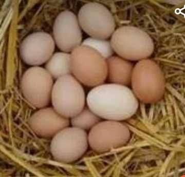 Пищевые домашние яйца