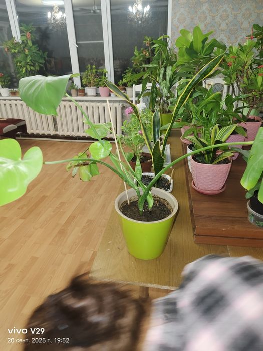 Цветы в горшках продам