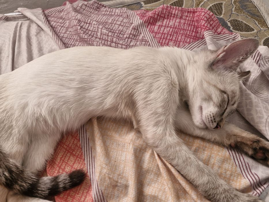 Котёнок мальчик в добрые руки