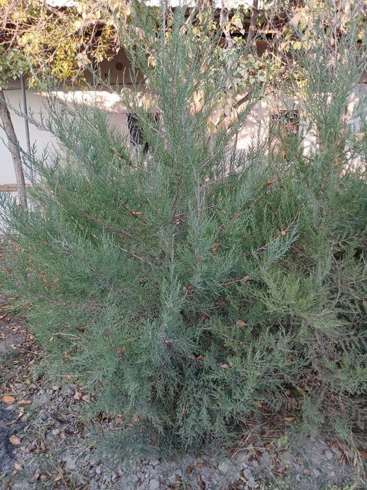 Mojevelnik archa ko'chati