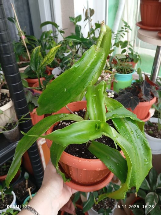 Продам комнатные растения