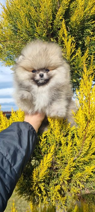 Померан померанче