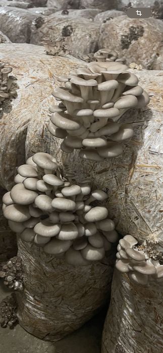 Pleurotus de vânzare 25 lei kg
