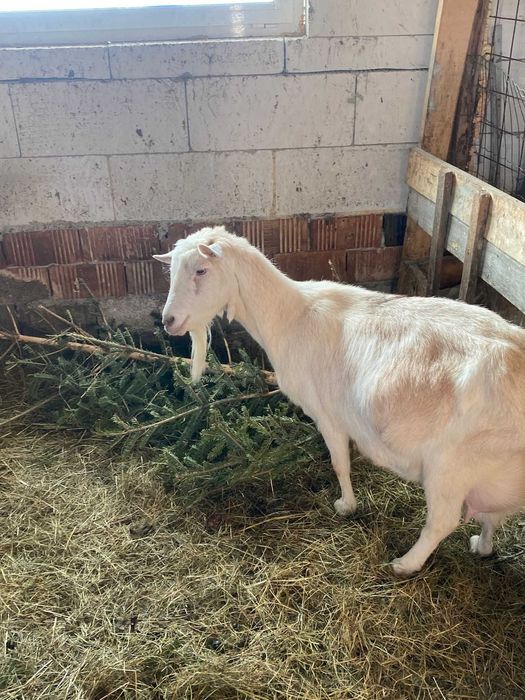 Vand capre foarte bune