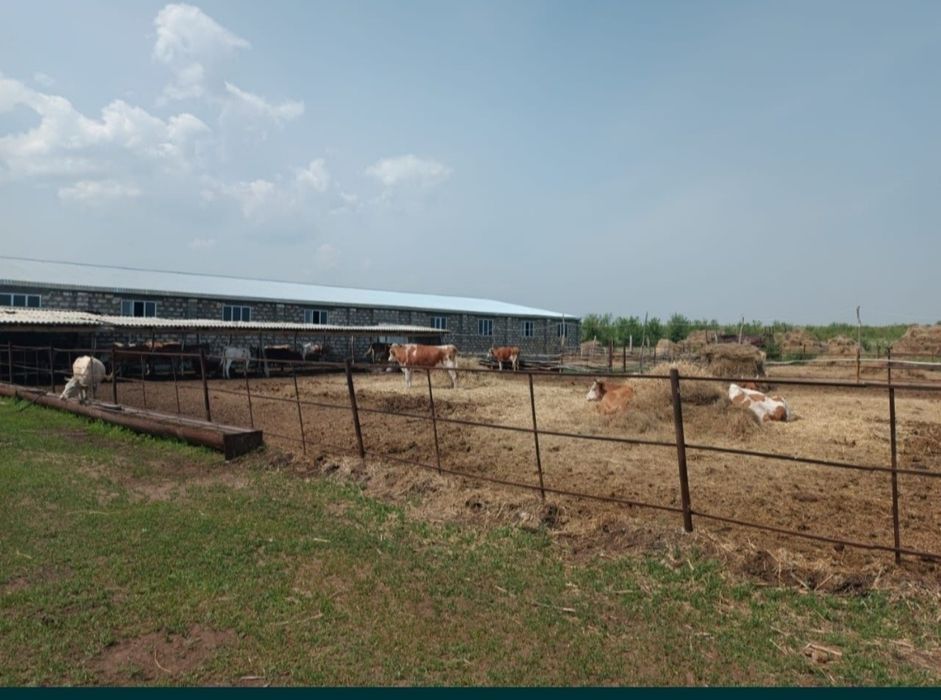 Продам Крестьянское хозяйство