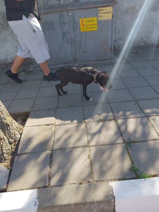 Чистокръвен Питбул