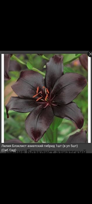 Продам сортовые лилии