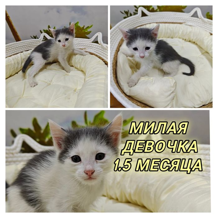 Отдаю котят даром