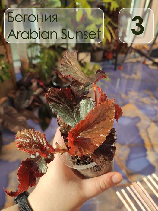 Бегония аравийский закат (Arabian Sunset)