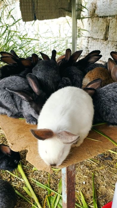 Quyon,  кролик sotiladi