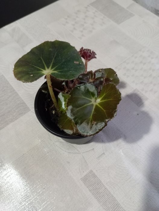 Комнатные растения