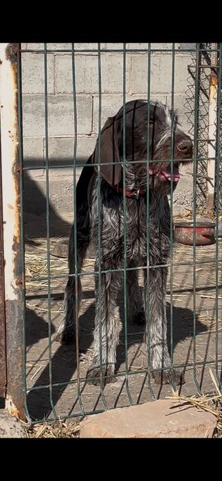 Дратхаар щенок продается сучка