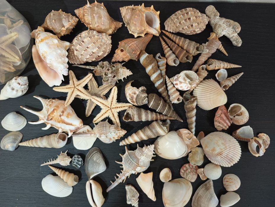 Ракушки морские продам
