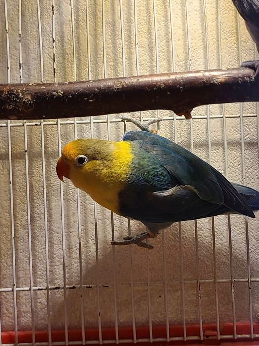 Папугаи неразлучники