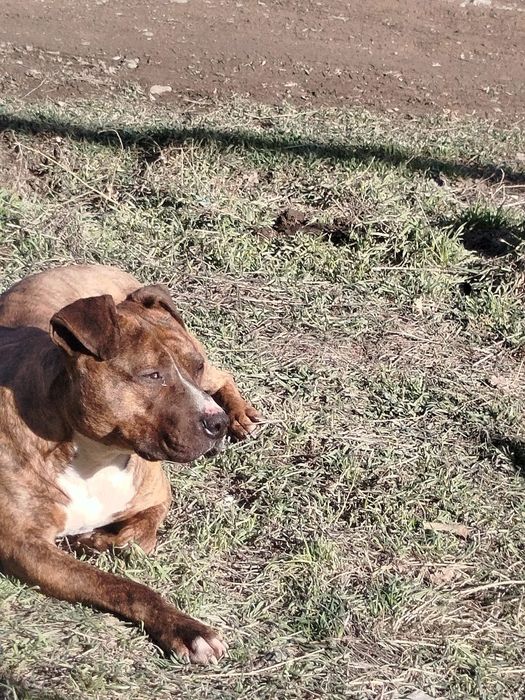 Вязка тигровый амстаф