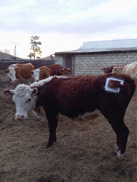 Бойдақ қашар сатылады 1,5 ақбас тұқымды