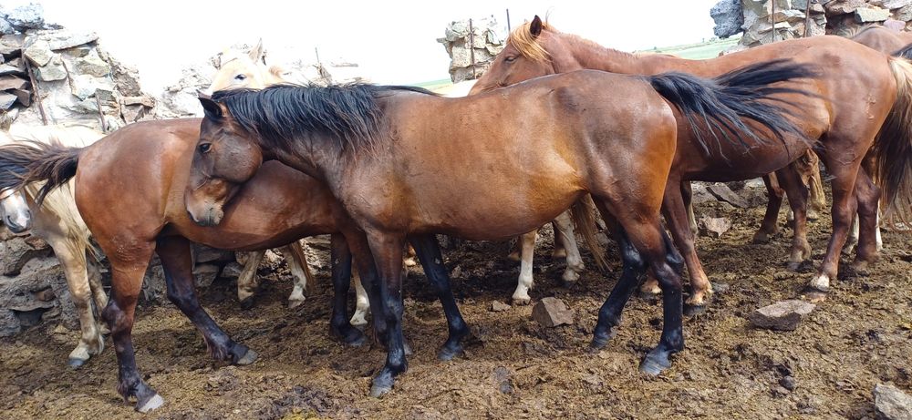 Әйелмен тікелей жыныстық қатынас